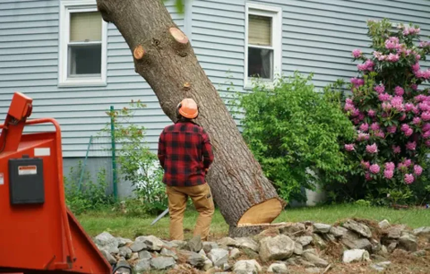 The Complete Guide to Professional Tree Service in Oakley CA