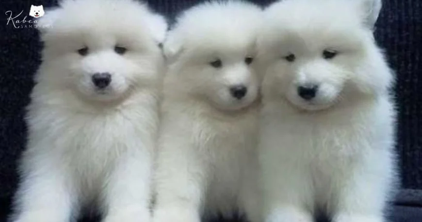 What Makes AKC Samoyed Pups a Popular Choice Among Dog Lovers
