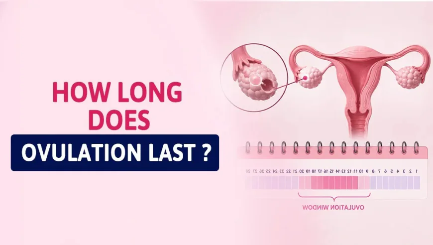 How Long Does Ovulation Last?