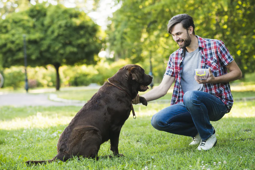 How to Choose the Best Dog Trainer Baltimore MD for Lasting Results