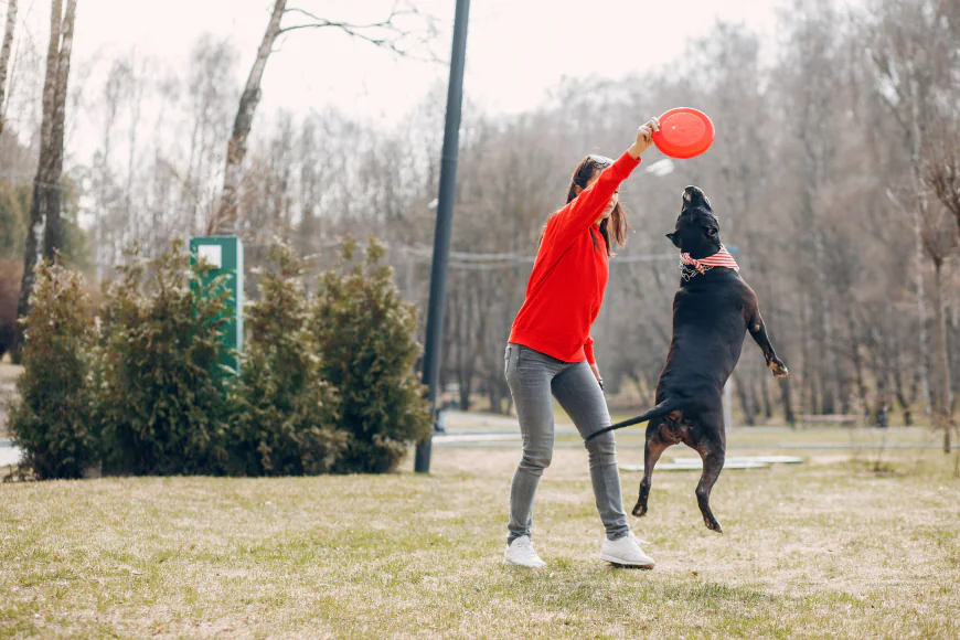 Dog Training Washington DC: Professional In-Home Training for Better Behavior and Lasting Results