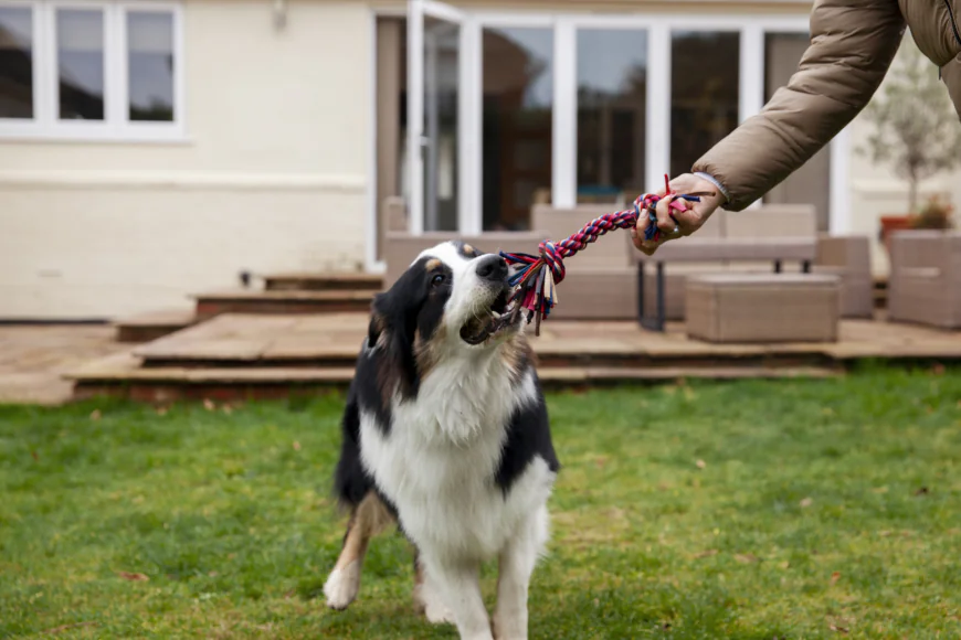 Dog Trainer Mercer County NJ: Why In-Home Professional Training Delivers Better Results