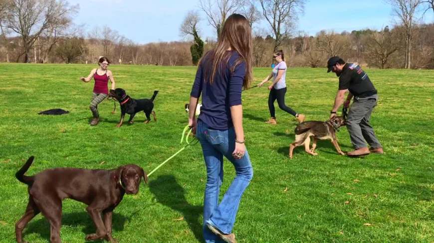 Why Professional Dog Training Charlotte NC Is Essential for a Well-Behaved Family Pet