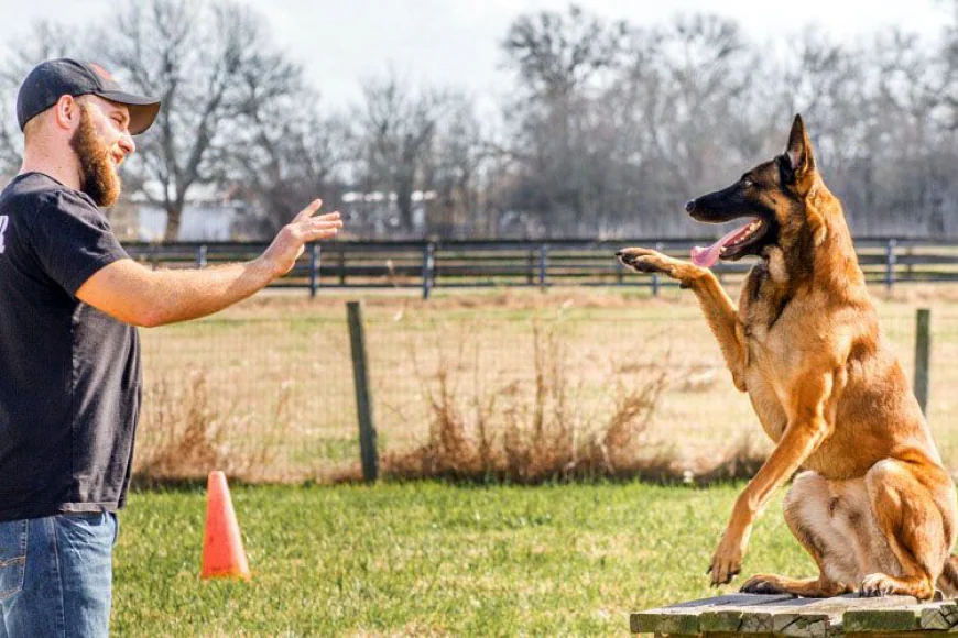 Dog Training Louisville KY: Building Better Behavior and Stronger Bonds