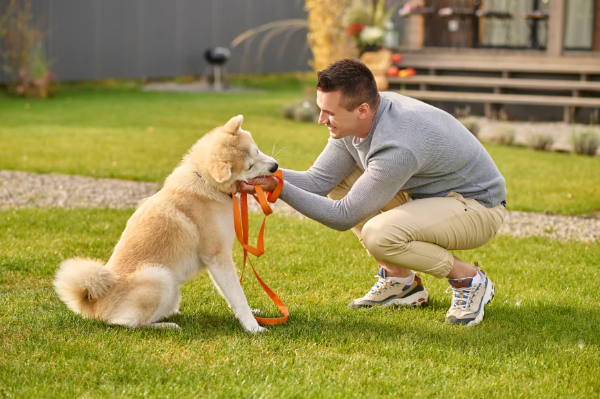 Dog Training Boulder CO: Helping Dogs Thrive in Colorado's Active Lifestyle