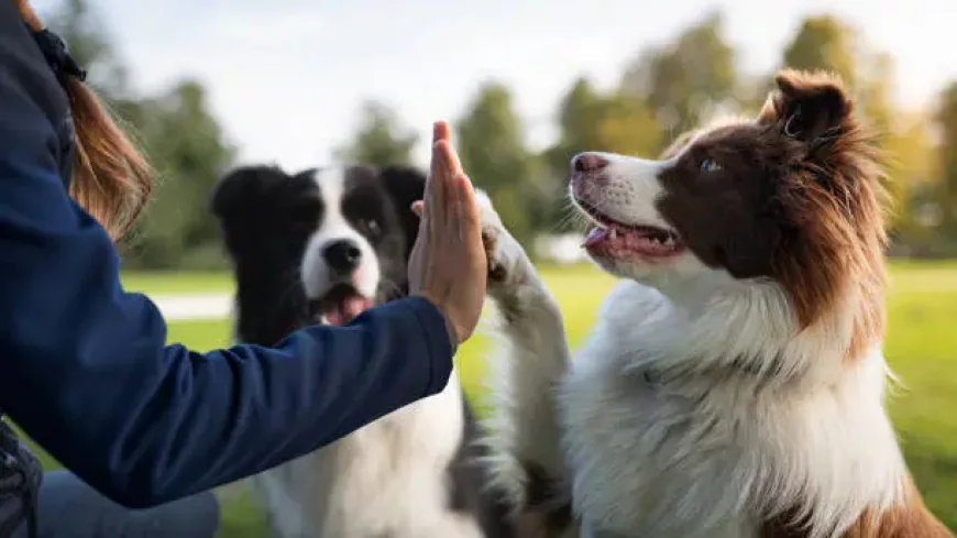 Finding the Best Dog Training Near Me in Worcester MA for a Happier Dog