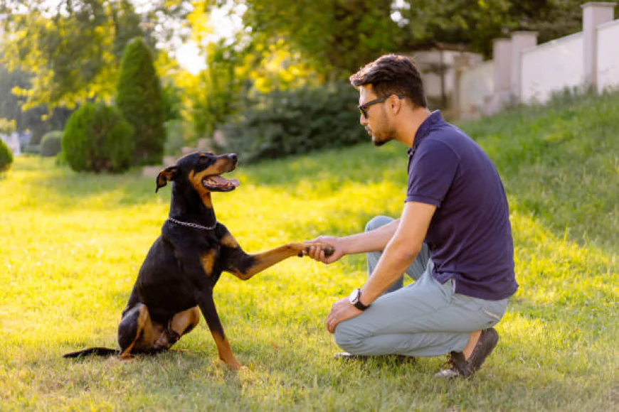 The Complete Guide to Puppy Training Boston MA for First-Time Dog Owners