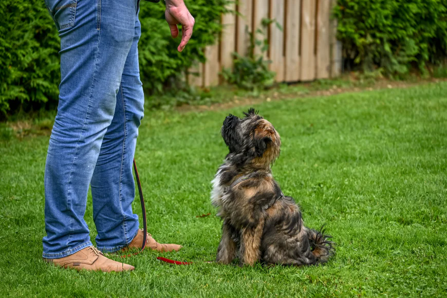 What Your Puppy Wishes You Knew About Puppy Training Naperville IL