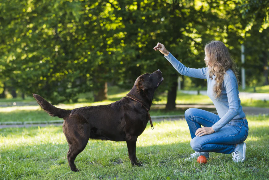 Why City Dogs Need Specialized Training from a Dog Trainer Orlando FL