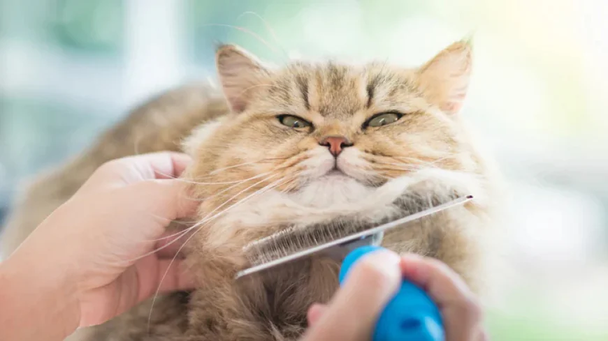 Simple Cat Grooming Tips to Reduce Shedding and Mats