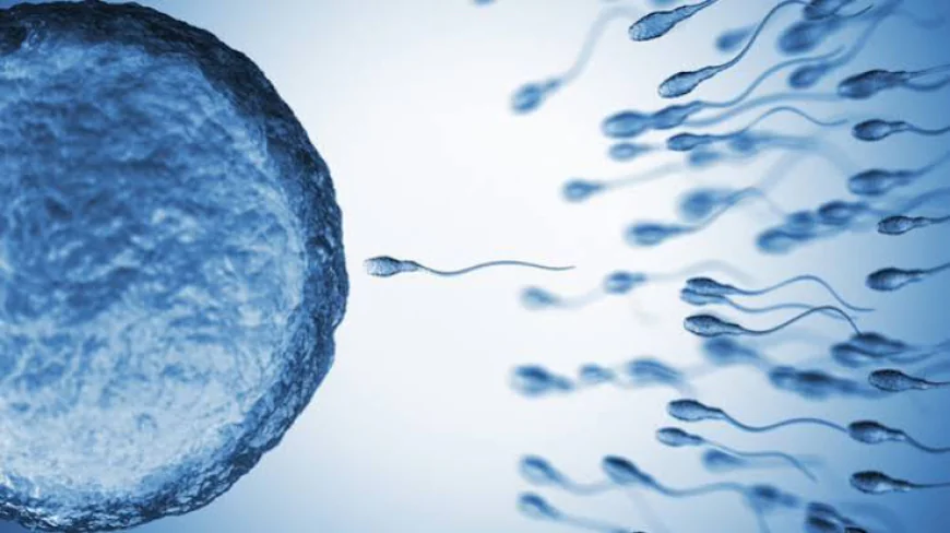 How Many Days Does a Sperm Live in a Female’s Body?