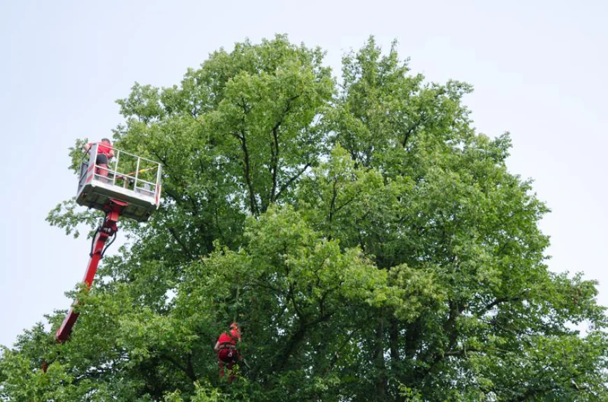Transform Your Property with Expert Tree Service for Large Properties and an Outdoor Living Contractor