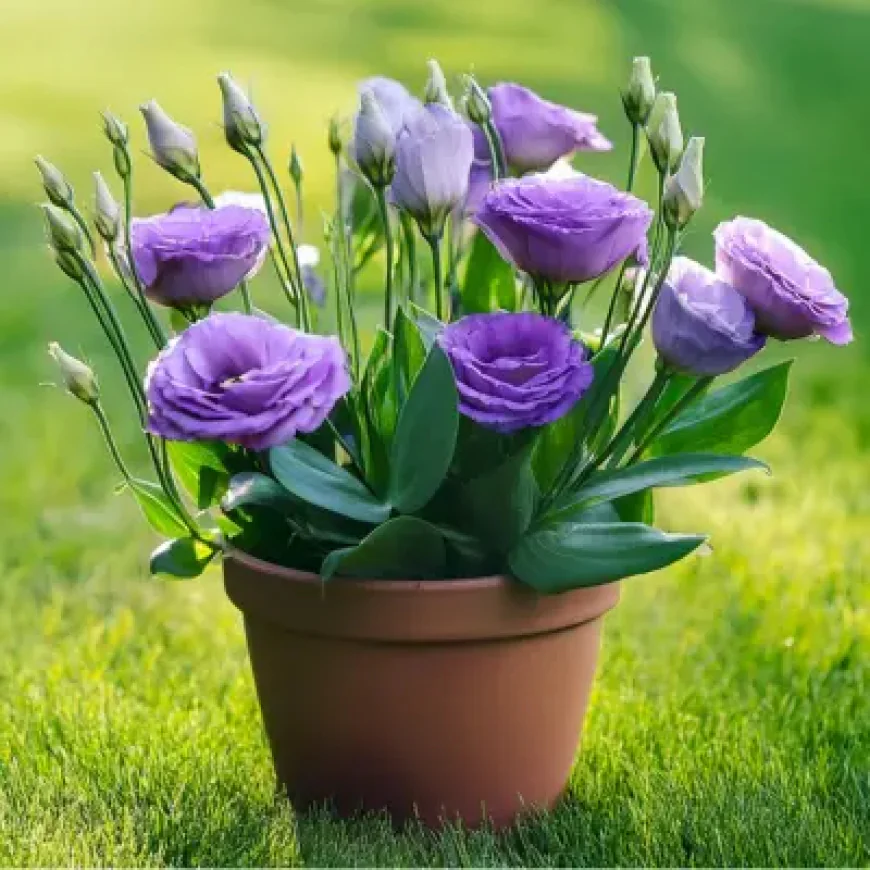 Lisianthus: The Elegant Rose-Like Flower Every Garden Deserves