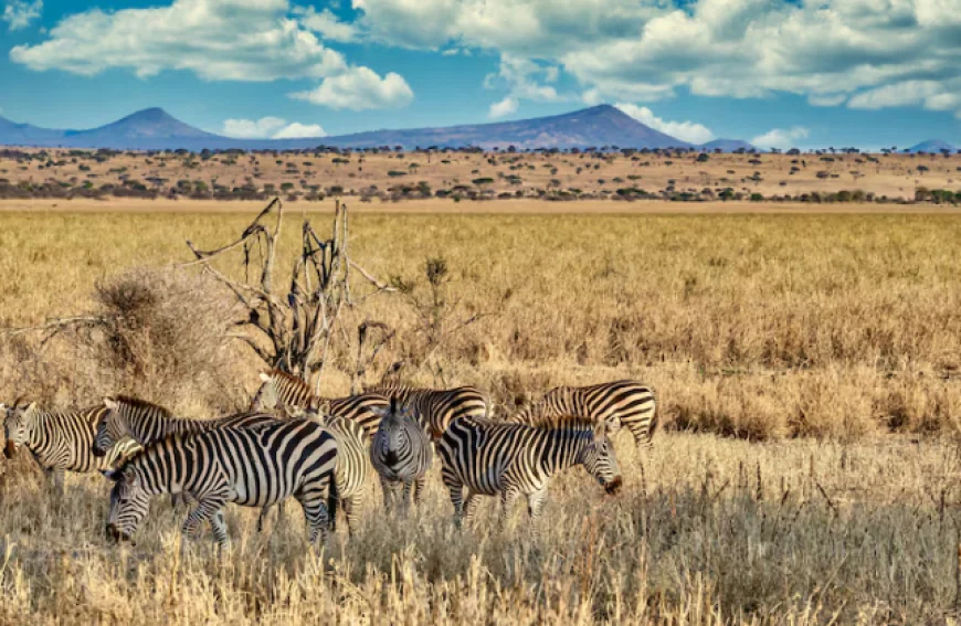 Which Tanzania National Parks Should You Visit on Your First Safari?