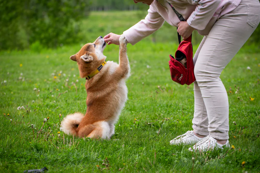 Why More Families Trust a Professional Dog Trainer Aurora IL for Better Dog Behavior