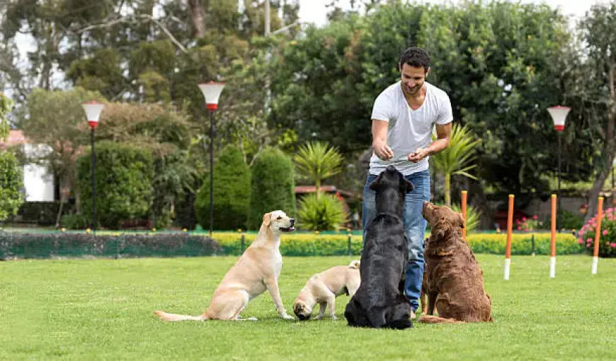 Dog Training Memphis TN: Why Obedience Alone Is Not Enough for Modern Dogs