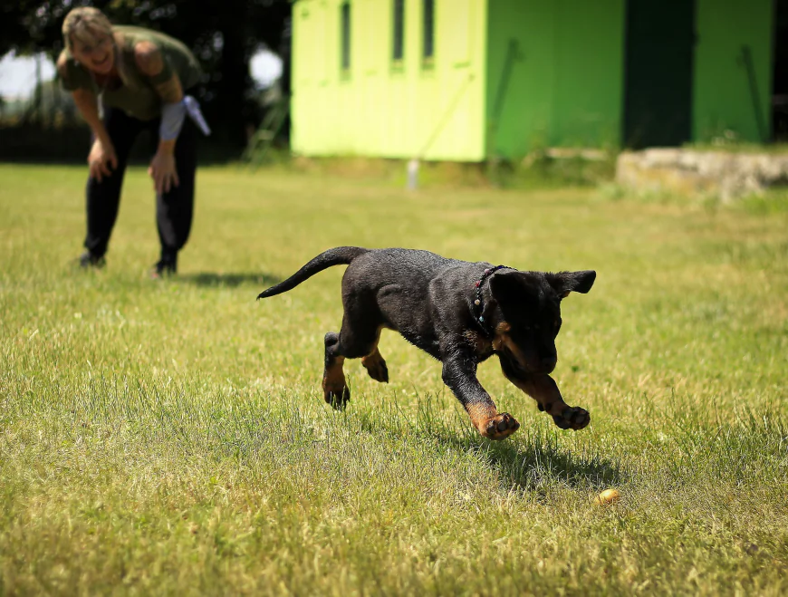Puppy Training Sierra Vista AZ: How Early Training Helps Prevent Future Behavior Problems