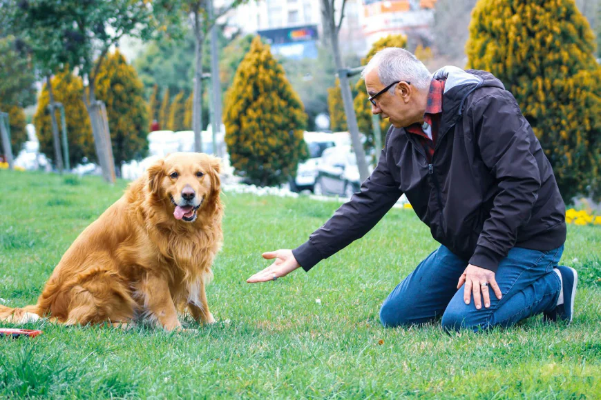 Dog Trainer Pittsburgh PA: 7 Signs Your Dog Is Mentally Overstimulated — Not “Bad”