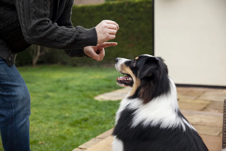 Puppy Training Atlanta GA: Why Busy Lifestyles Can Accidentally Create Bad Puppy Habits