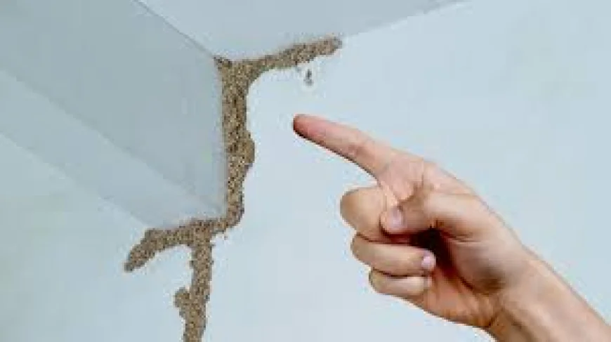 Deemak Control In Lahore & Pest Control Services | Hafiz Pest Control