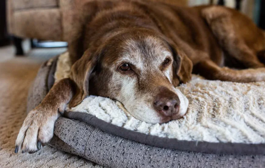 How Is the Mobile Vet Euthanasia Cost Determined Across Different Locations?