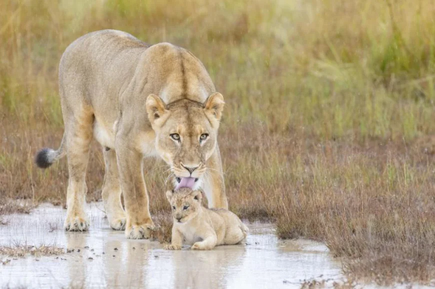 How African Safari Tours Help You Experience Real Adventure