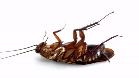 Best pest Control Services Company In Delhi NCR | Modernpest