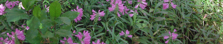 Experience Nature Differently Through Cottage Rentals in the Upper Peninsula