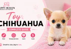Toy Chihuahua: Complete Guide to Size, Temperament