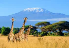 Top 10 Wildlife Experiences in Kenya You Can't Miss