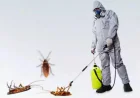Cockroach Removal Pickerng Tips for a Cleaner Home