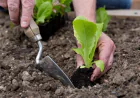 Four Best Gardening Tips For A Gorgeous Home Garden