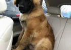 Leonberger Golden Retriever Mix FAQS - FarmPally 