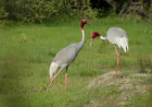 Wildlife Sanctuary: Your Comprehensive Guide to the Himalayas' Ultimate Wildlife Haven
