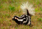 How to Fix a House That Smells Like Skunk?