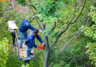 Tree Removal Columbia for Storm-Damaged & Dangerous Trees