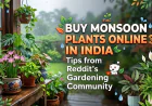 Buy Monsoon Plants Online in India: Tips from Reddit’s Gardening Community