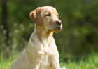 Inside One of the Best Dog Training Programs in Dallas