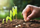 Seed Science and Technology: The Foundation of Sustainable Agriculture in India