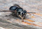 How to Identify a Black Hornet and Keep It Away