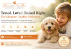 What to Know Before Bringing Home a Goldendoodle Puppy
