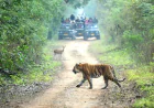 Jungle Safari in Rishikesh: Explore the Wild Side of Uttarakhand