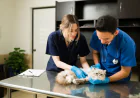 How Do I Choose the Right Vet for My Dog in Virginia Beach?
