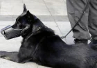 Are Level 3 Protection Dogs Worth Buying in Los Angeles?