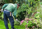 Expert Garden Maintenance and Landscape Design Services for Beautiful Outdoor Spaces