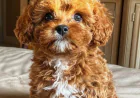 Acquiring a Cavapoo Pup in Florida, Note these