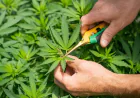 How to Choose the Best Organic Hemp Flower for Your Needs
