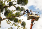 Reliable Tree Service in Woodstock GA: Healthier, Safer Trees