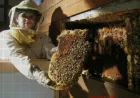 Reliable Bee Removal Services in San Antonio, TX