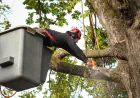 Trees Cutting Oakley CA: Safe and Efficient Tree Removal by Local Experts